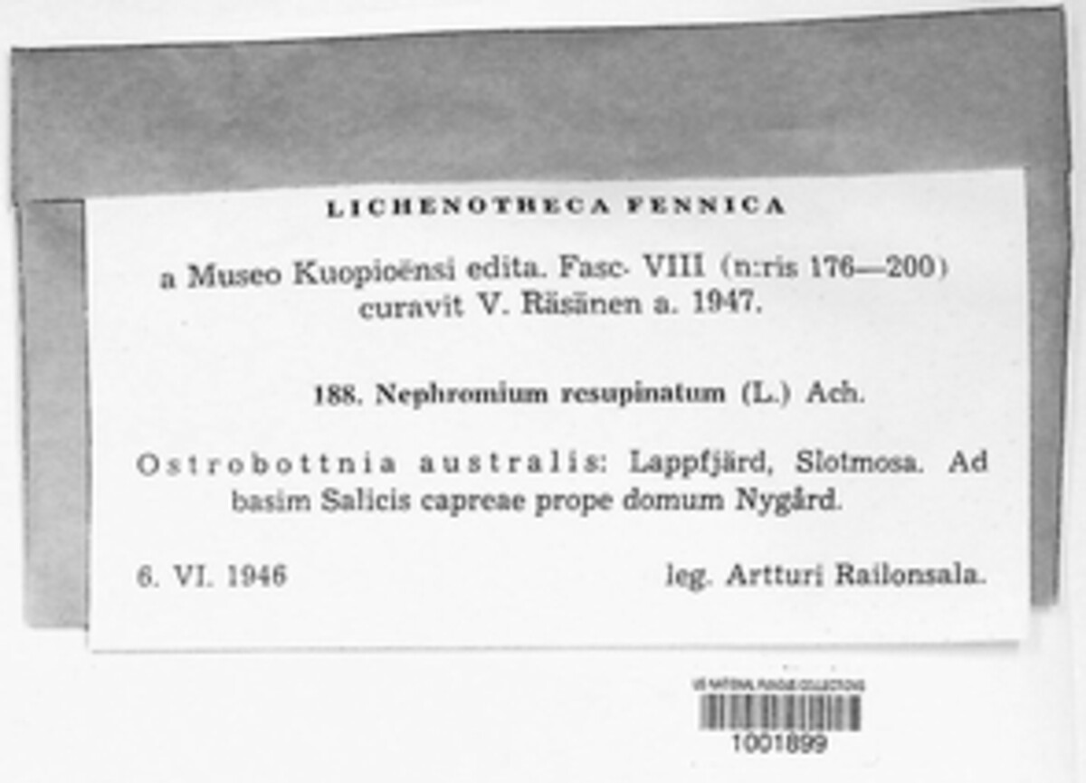 Nephromium resupinatum image